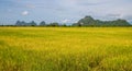 Golden rice field with beautiful clouds and sky. Royalty Free Stock Photo