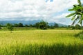 Golden rice field in front of mountains Royalty Free Stock Photo