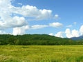 golden rice field in harvest Royalty Free Stock Photo