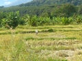 golden rice field in harvest season Royalty Free Stock Photo