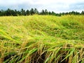 Golden rice field, harvest time, Bali Royalty Free Stock Photo