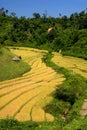 Golden rice field on terraced in countryside, Chiang Mai, Thailand Royalty Free Stock Photo
