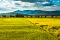 Golden Rice Field Uttaradit, Thailand