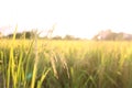 Golden rice field Yellow rice plant. Thai Jasmine rice and green field. Bangkok, Thailand.