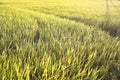 Golden rice field Yellow rice plant. Thai jusmin rice and green