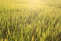 Golden rice field Yellow rice plant. Thai jusmin rice and green field.