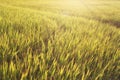 Golden rice field Yellow rice plant. Thai jusmin rice and green field