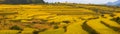 Golden rice fields in the mountain Royalty Free Stock Photo