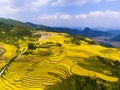 Golden rice fields in the mountain Royalty Free Stock Photo
