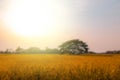 Golden rice fields with sunlight. blur background material. Royalty Free Stock Photo