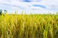 Golden rice filed with blue sky