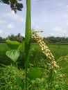 Golden rice grains in the domes. Royalty Free Stock Photo