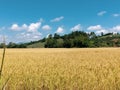 Rice field gold color