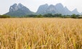 Golden rice in mountain landscape