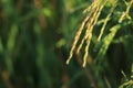 Golden rice paddy rice ear closeup growing in autumn paddy field Royalty Free Stock Photo