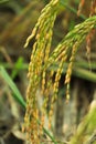 Golden rice paddy rice ear closeup growing in autumn paddy field Royalty Free Stock Photo