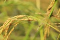 Golden rice paddy rice ear closeup growing in autumn paddy field Royalty Free Stock Photo