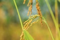 Golden rice paddy rice ear closeup growing in autumn paddy field Royalty Free Stock Photo