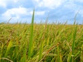 Golden rice in rice field with blue sky and white clouds in countryside Thailand Royalty Free Stock Photo