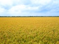 Golden rice in rice field with blue sky and white clouds in countryside Thailand Royalty Free Stock Photo