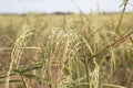 Golden rice spikes Royalty Free Stock Photo