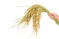 Golden rice spikes, Royalty Free Stock Photo