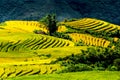 Golden rice terraced fields at harvesting time. Royalty Free Stock Photo