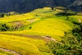 Golden rice terraced fields at harvesting time. Royalty Free Stock Photo