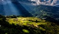 Golden rice terraced fields at harvesting time. Royalty Free Stock Photo