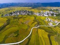 Golden rice terraced fields with the road
