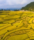 Golden rice terraced fields
