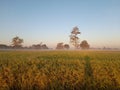 Golden ricefield harvest season Royalty Free Stock Photo