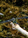 Golden Ring Dragonfly nature art