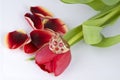 Golden ring with red stones on red tulip