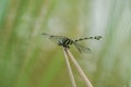 Golden-ringed Dragonfly Royalty Free Stock Photo