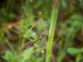 Golden-ringed dragonfly, Cordulegaster boltonii, Devon, UK. Royalty Free Stock Photo