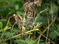 Golden-ringed Dragonfly Cordulegaster boltonii in habitat. Royalty Free Stock Photo