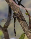 Golden-ringed dragonfly resting on a thin branch in a shaded woodland area Royalty Free Stock Photo