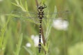 Golden ringed dragonfly on southampton common