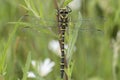 Golden ringed dragonfly on southampton common