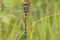 Golden ringed dragonfly on southampton common