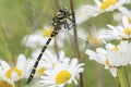 Golden ringed dragonfly on southampton common