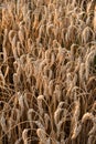 golden ripe ear wheat ready for harvest Royalty Free Stock Photo