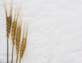 Golden ripe ears of corn lying on a background of white crumbly Royalty Free Stock Photo