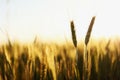 Golden ripe ears of wheat on nature in summer field at sunset rays of sunshine, close-up macro. Ultra wide format. Royalty Free Stock Photo