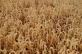 golden ripe ears wheat, rye in warm rays of sun close-up, checking quality, summer field, concept of rich harvest of bread, grain Royalty Free Stock Photo