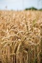 Golden ripe ears of wheat on summer field, close-up. Agriculture farm. Ripe seeds of the grain crop, ready for harvest. Royalty Free Stock Photo