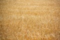 Golden ripe grains and stems rye field season agricultures grain harvest Royalty Free Stock Photo