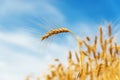 Golden ripe harvest in the field