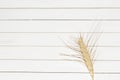 Golden ripe spikelet of rye, dry ear of yellow cereals on white wooden background, closeup Royalty Free Stock Photo